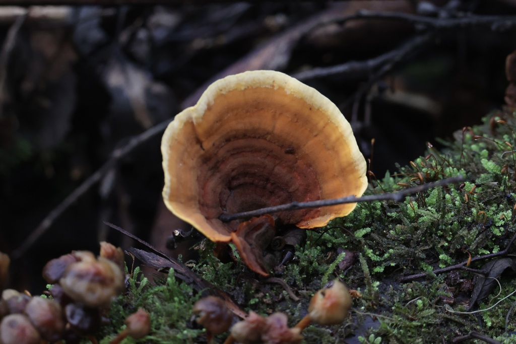 Stereum ostrea · June 2025 · photo: © andrewholle (iNaturalist, CC)