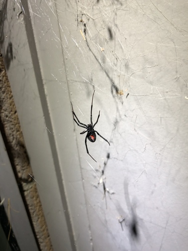 iNaturalist observation photo of Western Black Widow