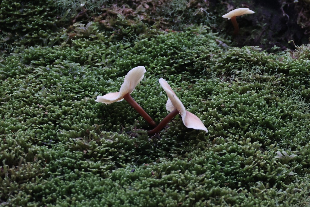 Rhodocollybia eucalyptorum · June 2025 · photo: © andrewholle (iNaturalist, CC)