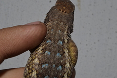 Sceloporus albiventris