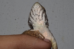 Sceloporus albiventris