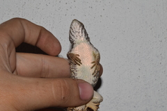 Sceloporus albiventris