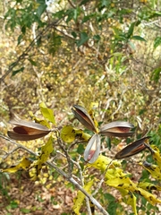 Loeseneriella
