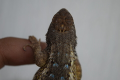 Sceloporus albiventris