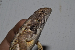 Sceloporus albiventris