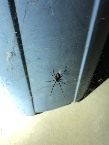 iNaturalist observation photo of Western Black Widow