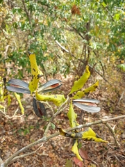 Loeseneriella