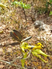 Loeseneriella