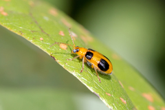 Aulacophora quadrimaculata