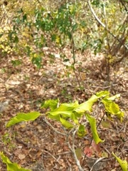 Loeseneriella