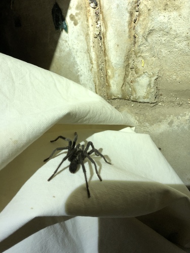 iNaturalist observation photo of Cahuilla Ebony Tarantula
