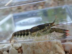Procambarus versutus