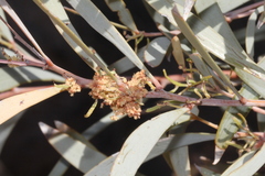 Acacia cambagei