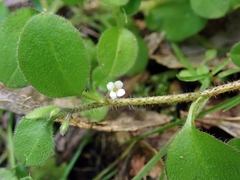 Myosotis spatulata
