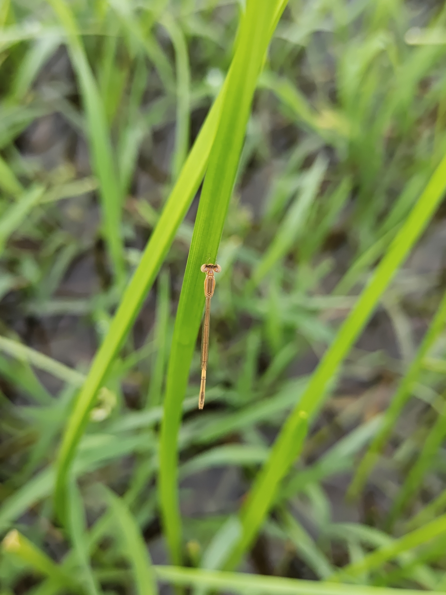 Pygmy Dartlet