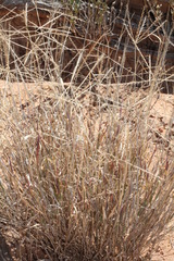 Enteropogon ramosus