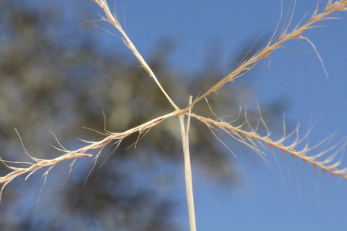 Enteropogon ramosus · iNaturalist