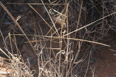 Enteropogon ramosus