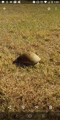Deirochelys reticularia chrysea