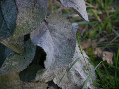 Golovinomyces verbasci