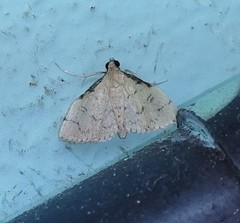 Nacoleia tumidicostalis