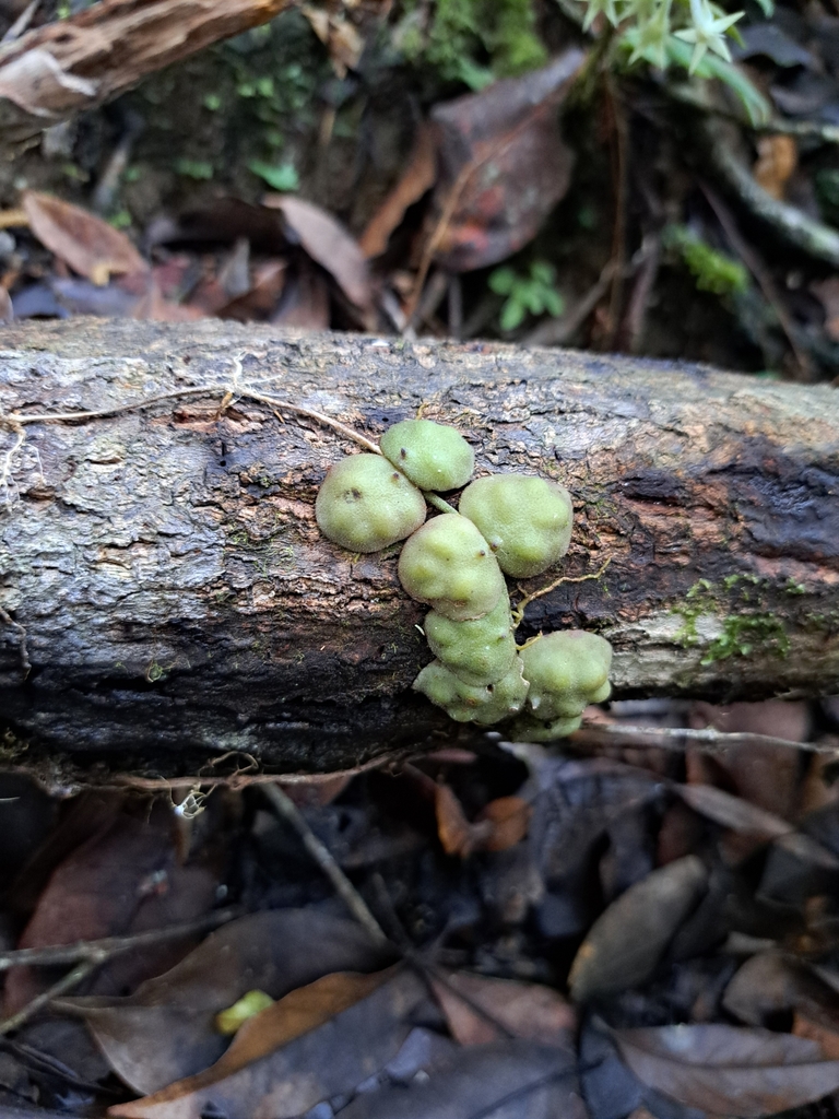 Dischidia astephana; photograph Daniel Onneweer, CC BY, iNaturalist via GBIF