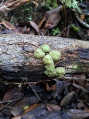 Dischidia astephana