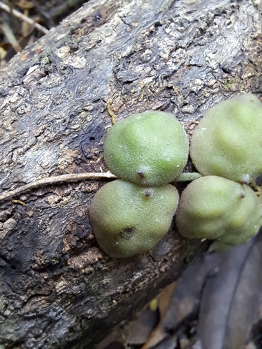 Dischidia astephana, photograph 1