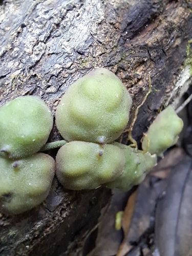 Dischidia astephana, photograph 2