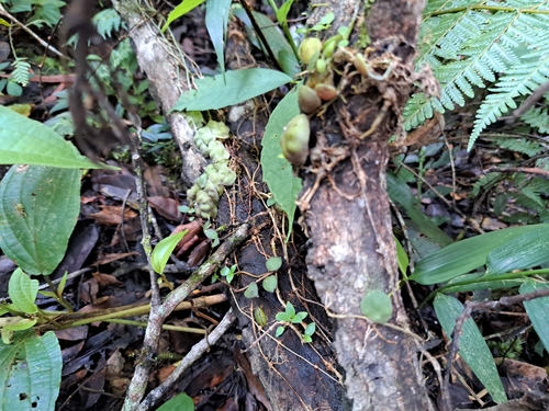 Dischidia astephana, photograph 3