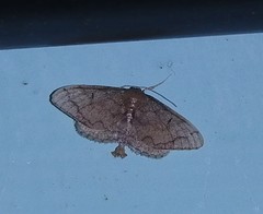 Idaea amplipennis