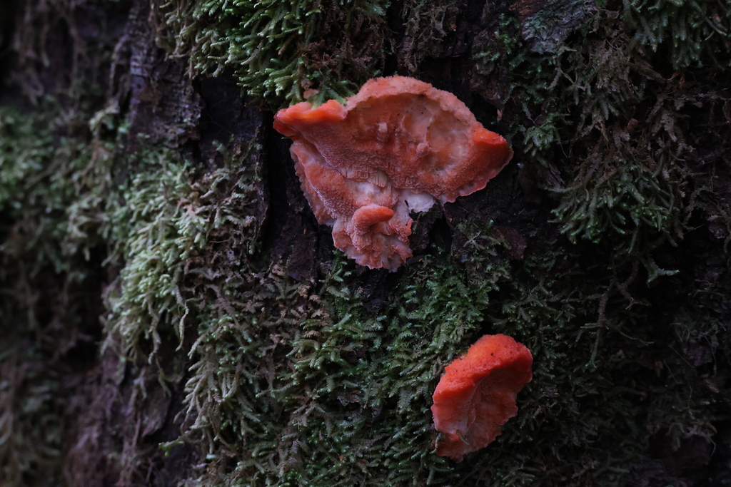 Aurantiporus pulcherrimus · June 2025 · photo: © andrewholle (iNaturalist, CC)