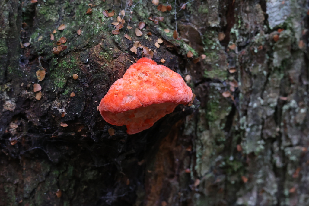 Aurantiporus pulcherrimus · June 2025 · photo: © andrewholle (iNaturalist, CC)