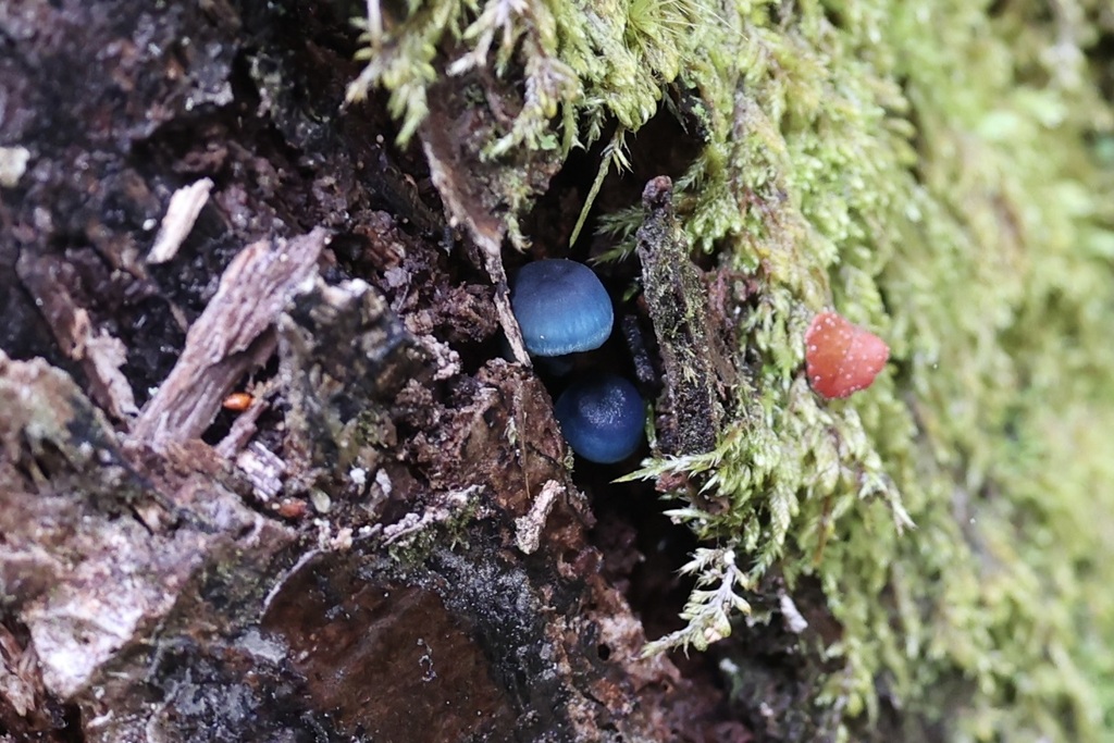 Mycena interrupta · June 2025 · photo: © andrewholle (iNaturalist, CC)