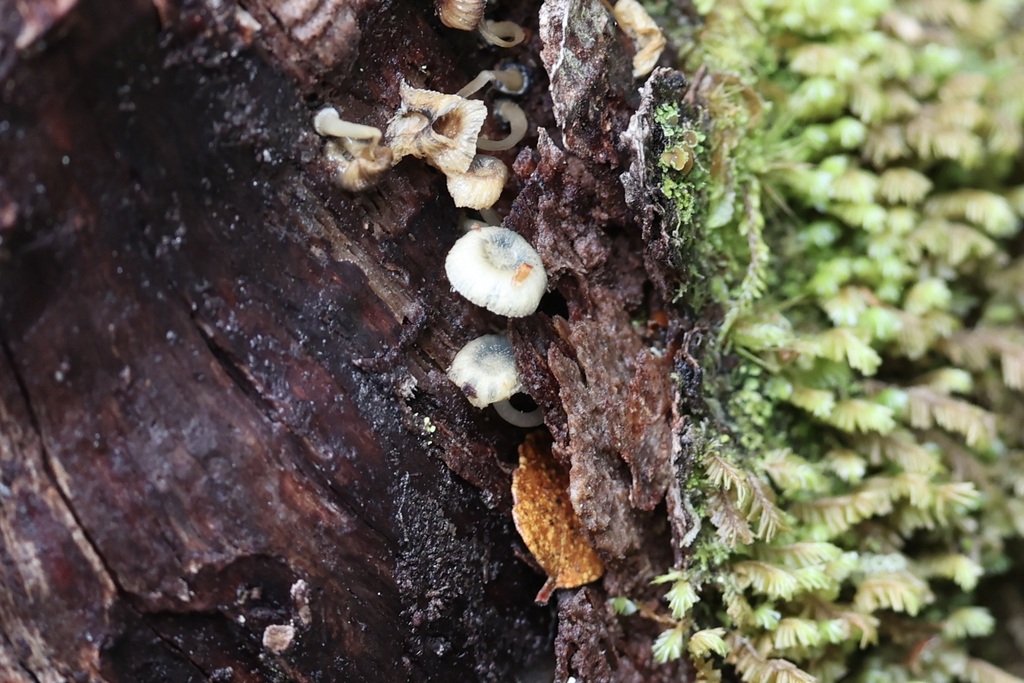 Mycena interrupta · June 2025 · photo: © andrewholle (iNaturalist, CC)