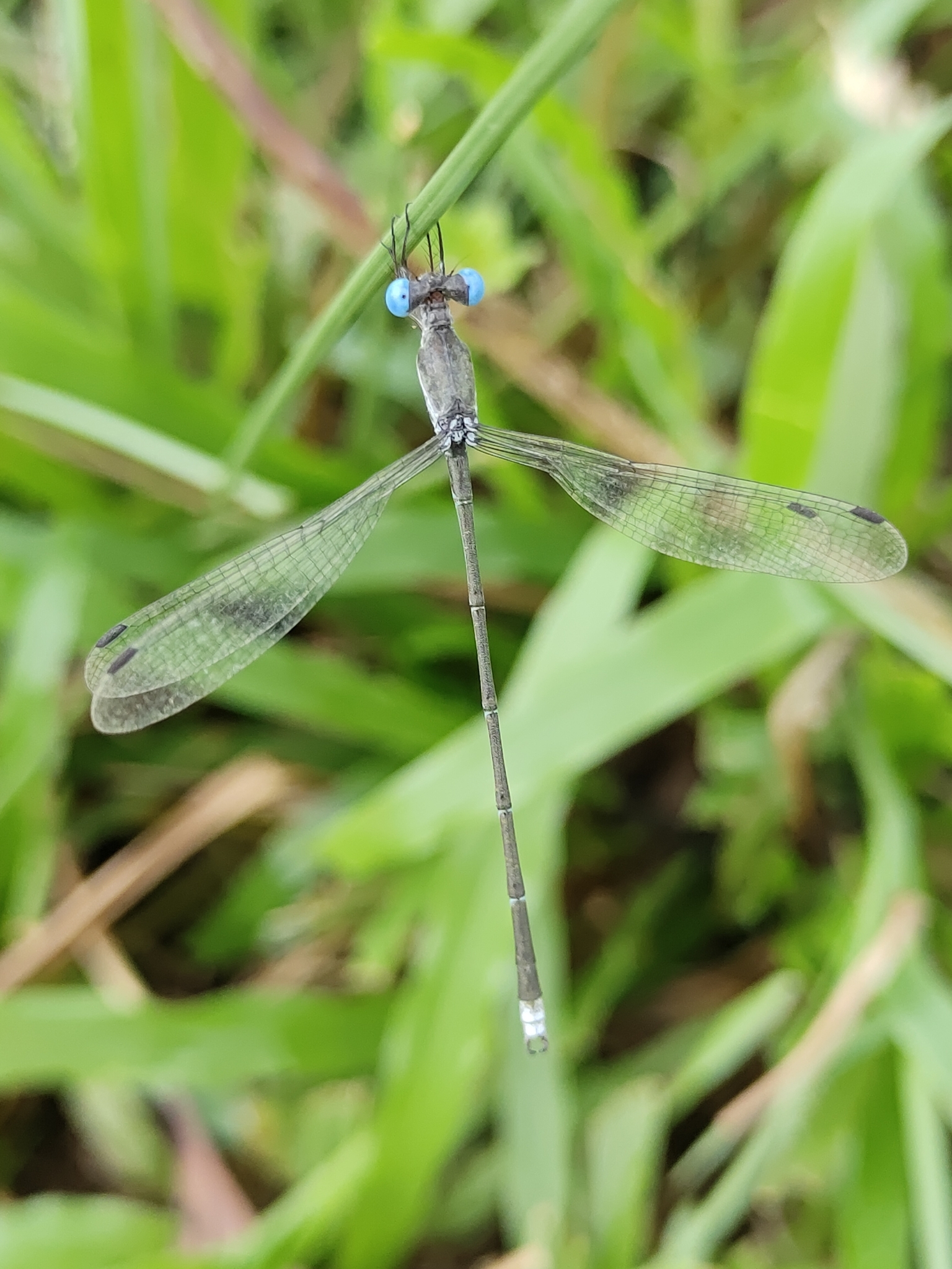 Malabar Spreadwing