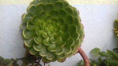 Aeonium canariense