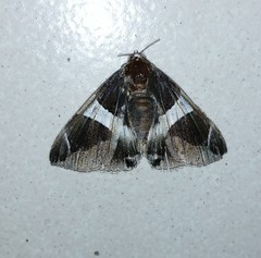 Bastilla crameri