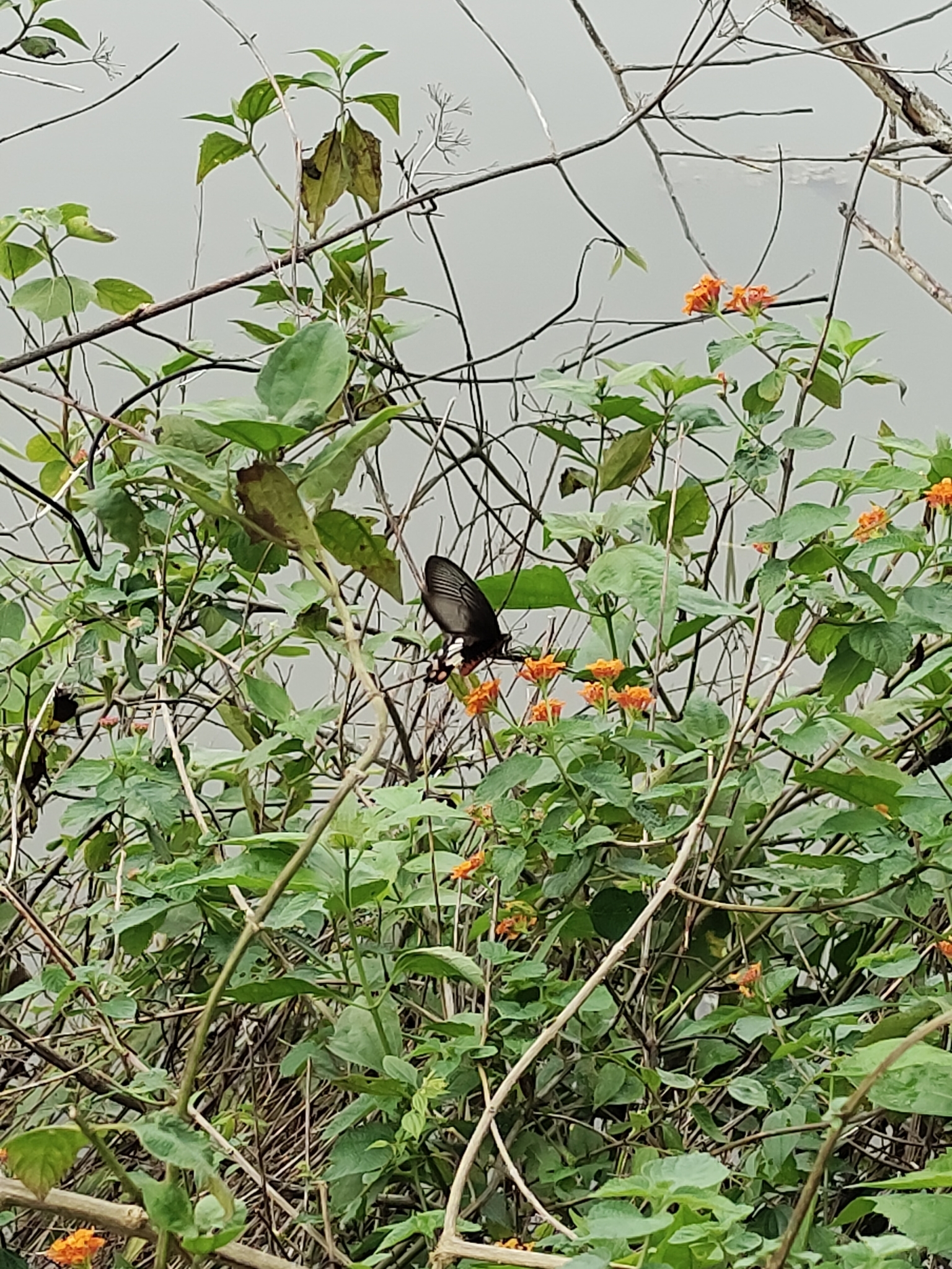 Common Rose