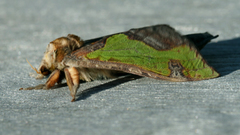 Aenetus moorei