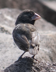 Geospiza conirostris