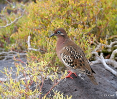 Sesuvium edmonstonei