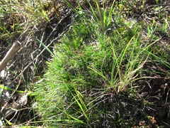 Schoenus breviculmis