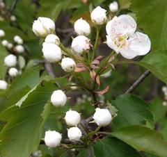 Crataegus pruinosa