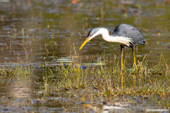 Egretta picata