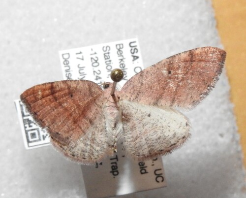 iNaturalist observation photo of Drepanulatrix carnearia