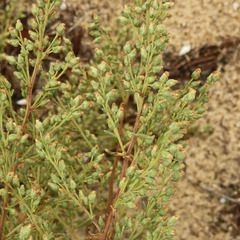 Artemisia campestris maritima