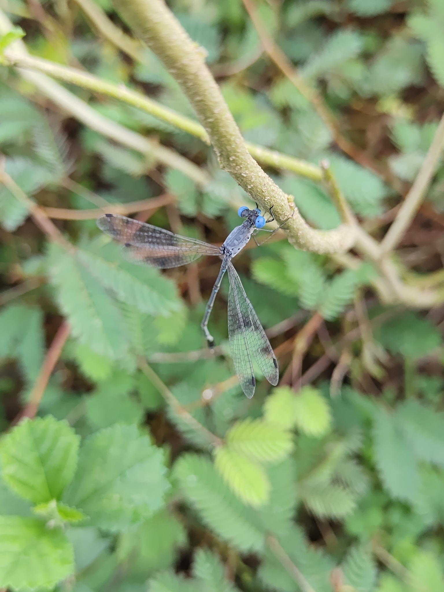 Scalloped Spreadwing