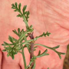 Artemisia campestris maritima