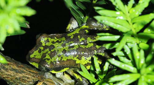 Omei Flying Frog, Zhangixalus omeimontis